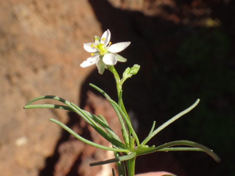 Spergularia flaccida, photographed by Christian Berg