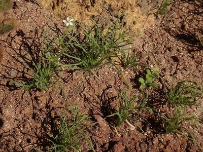 Spergularia flaccida, photographed by Christian Berg