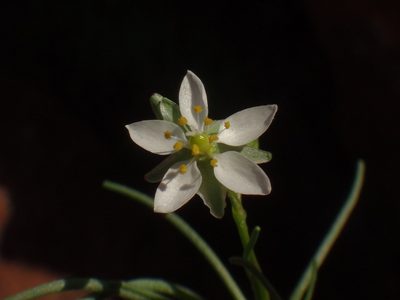 Spergularia flaccida, photographed by Christian Berg