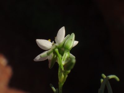 Spergularia flaccida, photographed by Christian Berg