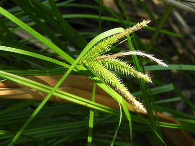 Carex maorica, photographed by Santiago Martín-Bravo