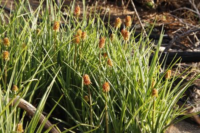 Kniphofia uvaria, photographed by Tony Rebelo