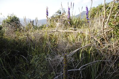 Aristea capitata, photographed by Tony Rebelo