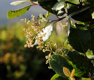 Curtisia dentata, photographed by Tony Rebelo