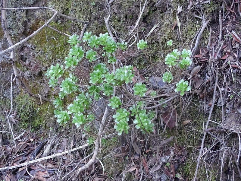 Aeonium spathulatum, photographed by Christian Berg