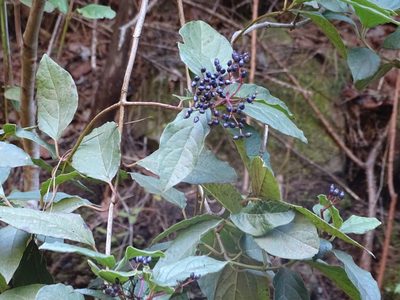 Viburnum rugosum, photographed by Christian Berg