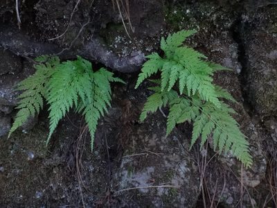 Asplenium onopteris, photographed by Christian Berg