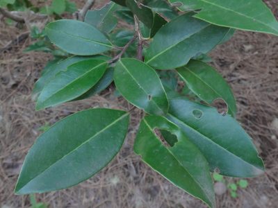 Ilex canariensis, photographed by Christian Berg