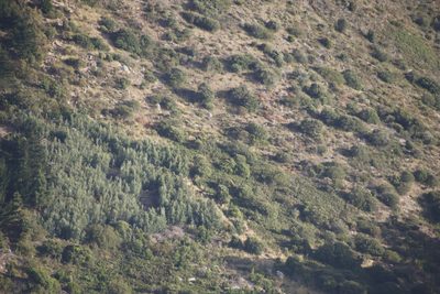 Acacia falciformis, photographed by Tony Rebelo