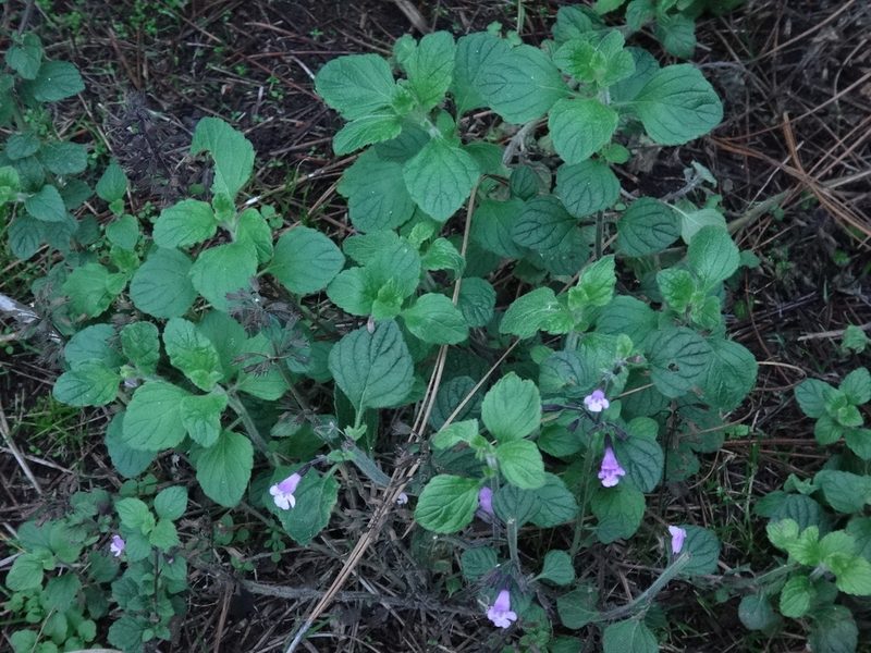 Clinopodium menthifolium, photographed by Christian Berg
