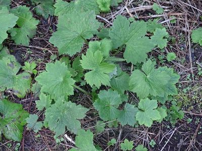 Ranunculus cortusifolius, photographed by Christian Berg