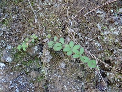 Galium scabrum, photographed by Christian Berg