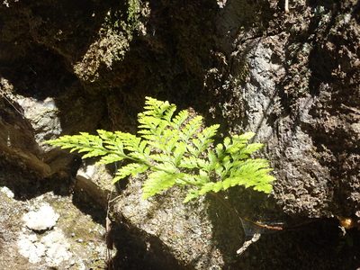 Davallia canariensis, photographed by Christian Berg