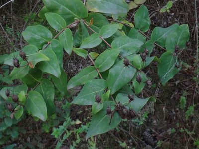 Hypericum grandifolium, photographed by Christian Berg