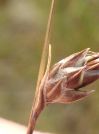 Carex colensoi, photographed by Joe Potter Butler