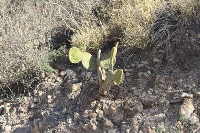 Opuntia microdasys, photographed by José Belem Hernández Díaz
