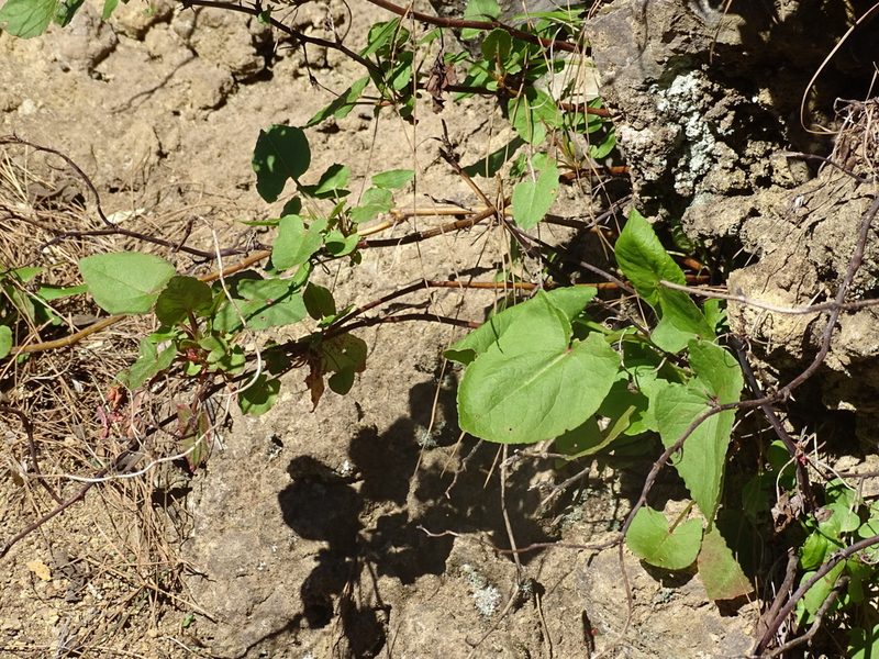 Rumex maderensis, photographed by Christian Berg