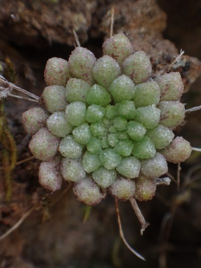 Monanthes brachycaulos, photographed by Christian Berg