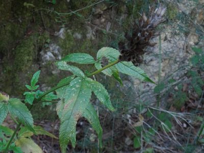 Cedronella canariensis, photographed by Christian Berg