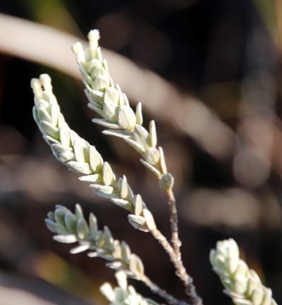 Gnidia imbricata, photographed by Tony Rebelo