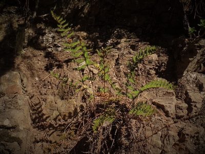 Paragymnopteris marantae, photographed by Christian Berg