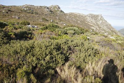 Cliffortia ruscifolia, photographed by Tony Rebelo