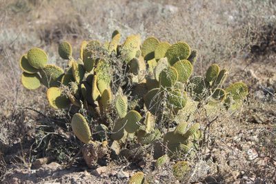 Opuntia microdasys, photographed by José Belem Hernández Díaz