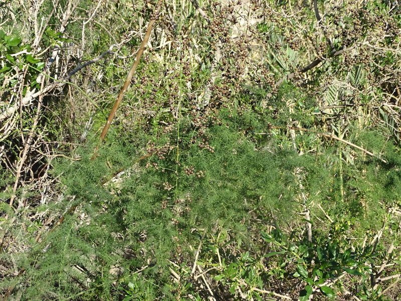Asparagus scoparius, photographed by Christian Berg