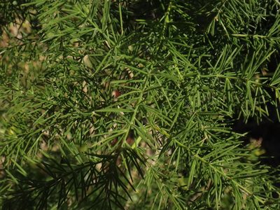 Asparagus scoparius, photographed by Christian Berg