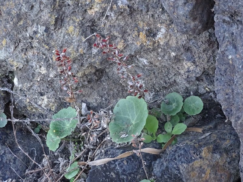 Umbilicus gaditanus, photographed by Christian Berg
