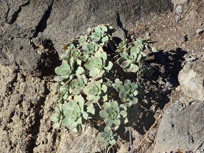 Aeonium haworthii, photographed by Christian Berg