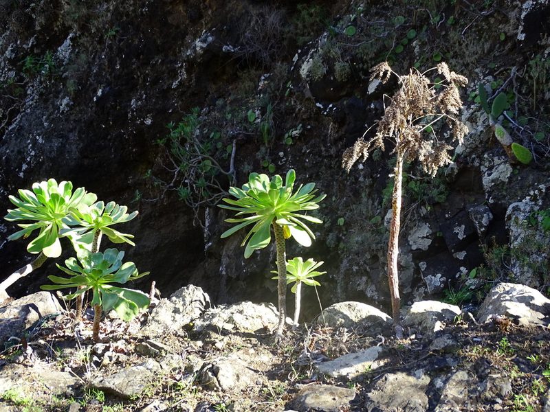 Aeonium urbicum, photographed by Christian Berg
