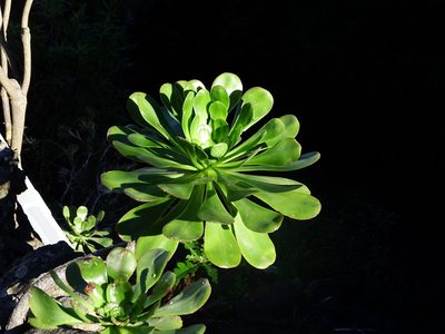 Aeonium urbicum, photographed by Christian Berg