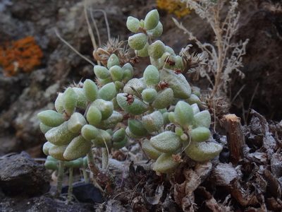 Monanthes laxiflora, photographed by Christian Berg