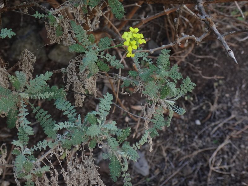Descurainia millefolia, photographed by Christian Berg