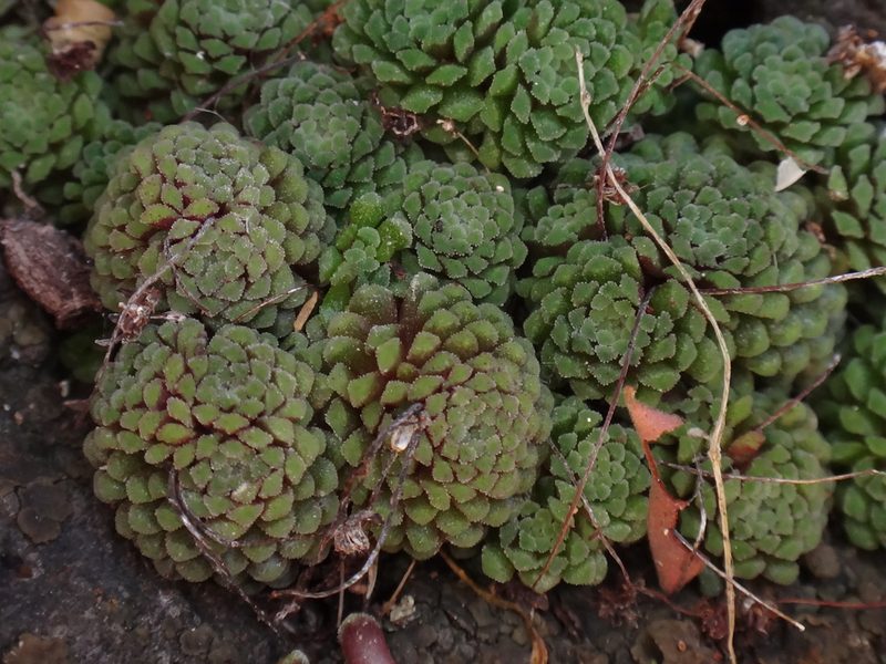 Monanthes polyphylla, photographed by Christian Berg