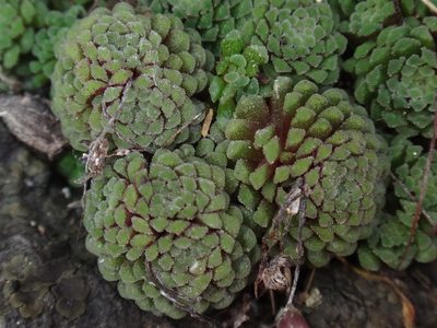 Monanthes polyphylla, photographed by Christian Berg