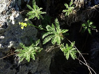 Descurainia millefolia, photographed by Christian Berg