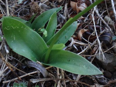 Habenaria tridactylites, photographed by Christian Berg