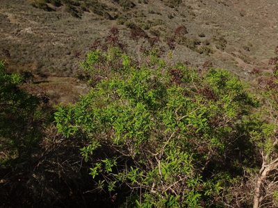 Hypericum canariense, photographed by Christian Berg
