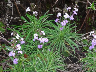 Erysimum virescens, photographed by Christian Berg