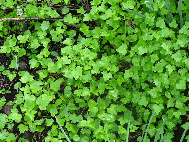 Drusa glandulosa, photographed by Christian Berg