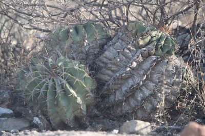 Ferocactus echidne, photographed by José Belem Hernández Díaz