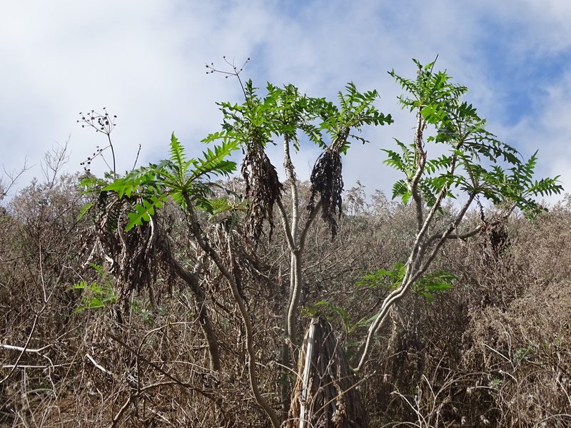 Sonchus congestus, photographed by Christian Berg