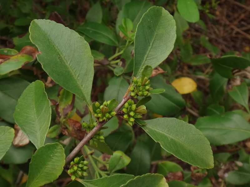 Rhamnus crenulata, photographed by Christian Berg