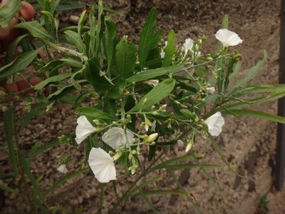 Convolvulus floridus, photographed by Christian Berg