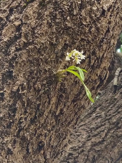 Dendrobium nanum, photographed by Chayant Gonsalves