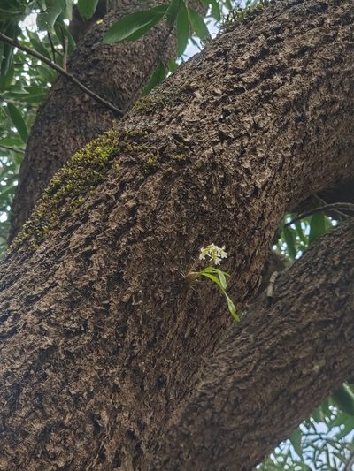 Dendrobium nanum, photographed by Chayant Gonsalves