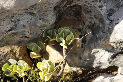 Othonna dentata, photographed by Tony Rebelo