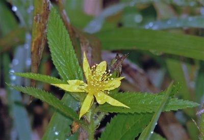 Corchorus orinocensis, photographed by Hugo Hulsberg